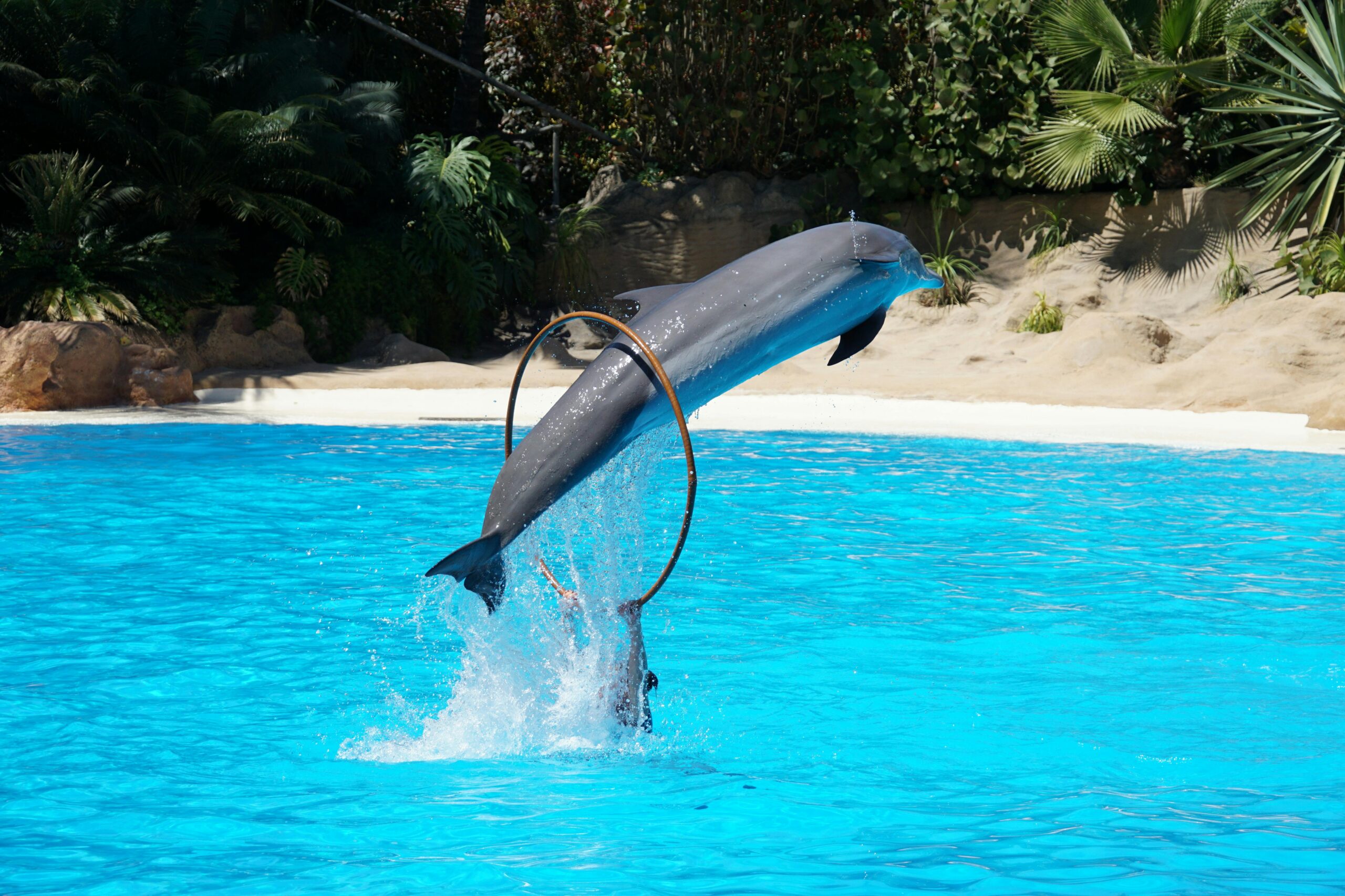 Dolphin Show Hurghada
