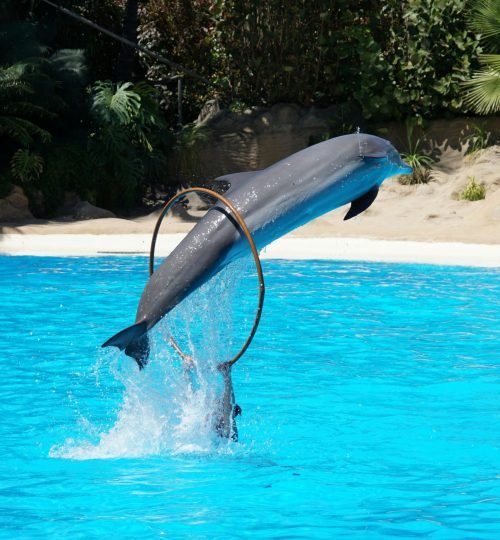 Dolphin Show Hurghada