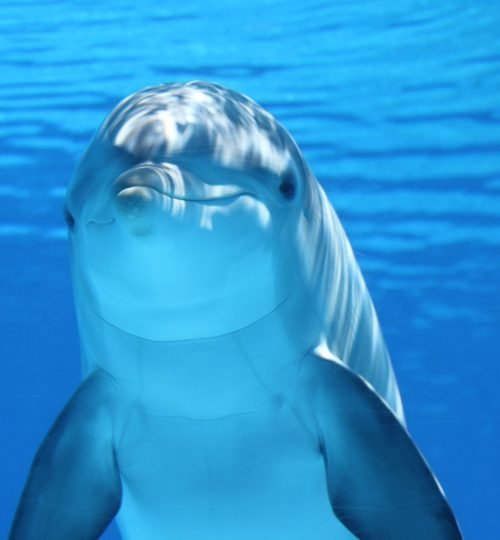 Dolphin House Trip